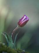 L'anemone creduto di essere un tulipano (Massimiliano Natalini) - Muzeo.com