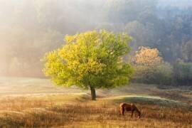 L'arbre de vie (Sebastian Prioteasa) - Muzeo.com