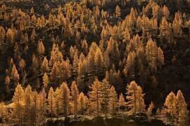 Larches in autumn (Michel Manzoni) - Muzeo.com