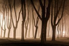 Last day of November (Aneta Mikulska) - Muzeo.com