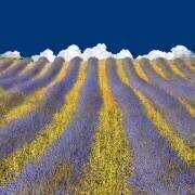 Lavender Heaven (Lars van de Wiel) - Muzeo.com