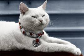 Le chat Arthur (Rue des Archives) - Muzeo.com