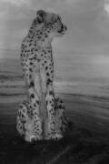 Le guépard à l'affût (Krystina Wisniowska) - Muzeo.com