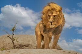 Le Roi Lion (Yogesh Bhatia) - Muzeo.com