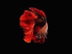 Le rouge (Andi Halil) - Muzeo.com