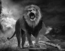 Le rugissement du lion (Krystina Wisniowska) - Muzeo.com