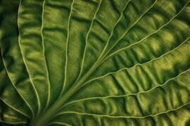 Leaf of a hosta (Lotte Gronkjar) - Muzeo.com