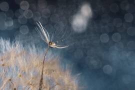 Leaving the spirit (Igor Kopcev) - Muzeo.com