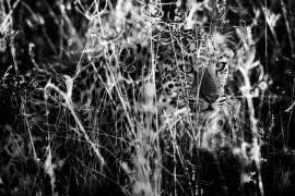 Léopard dans les hautes herbes - Kalahari Botswana (Philippe-Alexandre Chevallier) - Muzeo.com
