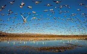 Legion of Wings (John Fan) - Muzeo.com