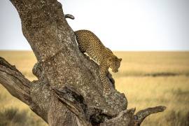Leopard - Serengheti, Tanzania (Giuseppe Damico) - Muzeo.com