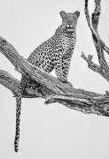Leopard Portrait - Mono Var (Rob Darby) - Muzeo.com