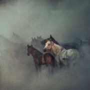 Les chevaux perdus (Hüseyin Taşkın) - Muzeo.com