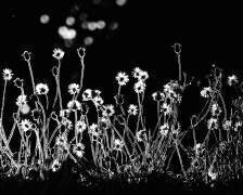 Les petites fleurs (Kahar Lagaa) - Muzeo.com