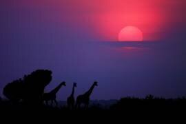 Lever de soleil en Ouganda (Nicolas Merino) - Muzeo.com