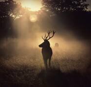 Light means everything (Robert Fabrowski) - Muzeo.com