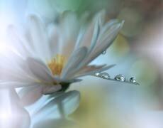 Light touch... (Juliana Nan) - Muzeo.com