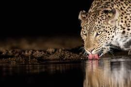L'œil du tigre (Amnon Eichelberg) - Muzeo.com