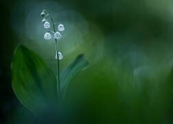 Lilly of the Valley (Petra Dvorak) - Muzeo.com