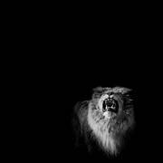Lion rugissant (Pierre-Bernard Cognein) - Muzeo.com
