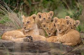 Lionceaux mignons (Daniel Katz) - Muzeo.com