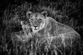 Lionne et lionceau dans l'herbe - Botswana (Philippe-Alexandre Chevallier) - Muzeo.com