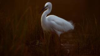 Aigrette garzette (David Manusevich) - Muzeo.com