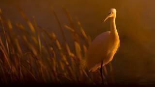 Aigrette garzette (David Manusevich) - Muzeo.com
