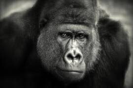 Little smile (Antje Wenner-Braun) - Muzeo.com