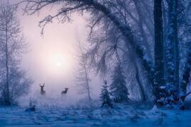 L'ombre du cerf de la brume du matin (Xiuyue) - Muzeo.com