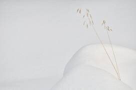 Lonely in the snow (Miquel Angel artus) - Muzeo.com