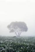 Lonely tree (Dmitry Doronin) - Muzeo.com