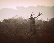 Longing for the great forest (Robert Fabrowski) - Muzeo.com