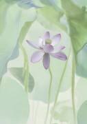 Lotus Flower (Binbin Lu) - Muzeo.com