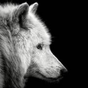 Loup blanc (Christian Meermann) - Muzeo.com