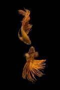 Love Story of the Golden Fish (Ganjar Rahayu) - Muzeo.com