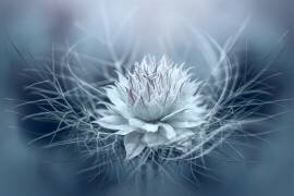 Love-in-a-mist (Jacky Parker) - Muzeo.com