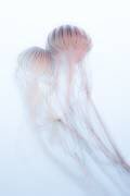Lovers (Takeshi Marumoto) - Muzeo.com