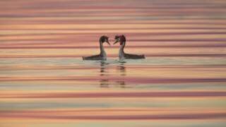 Lovers (Roberto Marchegiani) - Muzeo.com