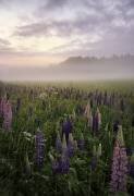 Lupines in fog part 3 (Christian Lindsten) - Muzeo.com