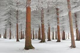 Magical forest (Dragisa Petrovic) - Muzeo.com