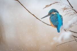 Martin-pêcheur commun (Yordan Vasilev) - Muzeo.com