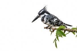 Martin-pêcheur pie (Ceryle rudis) sur une branche, Kruger, Afrique du Sud (Patrice Correia) - Muzeo.com