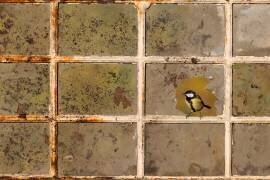 Mésange charbonnière (Parus major) sur une vieille fenêtre en automne, Angleterre (Frédéric Desmette) - Muzeo.com