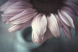 Meet me halfway (Corinna van der Ven) - Muzeo.com