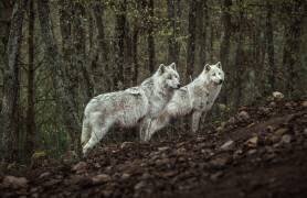 Meeting with white Wolves (Ronan Siri) - Muzeo.com