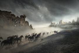 Migration (Hüseyin Taşkın) - Muzeo.com