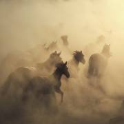 Migration of horses (Hüseyin Taşkın) - Muzeo.com