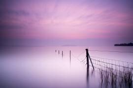 Milky pink (Kieran O Mahony) - Muzeo.com
