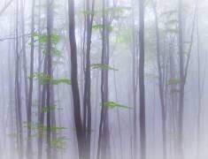 Misty (Michel Manzoni) - Muzeo.com